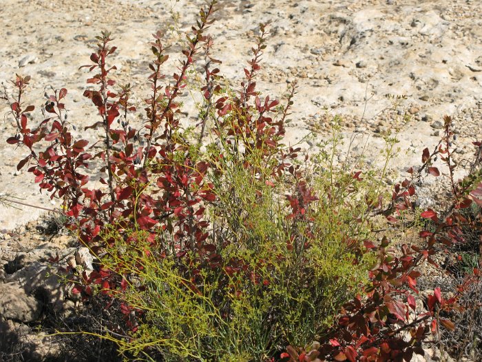 Berberis australis